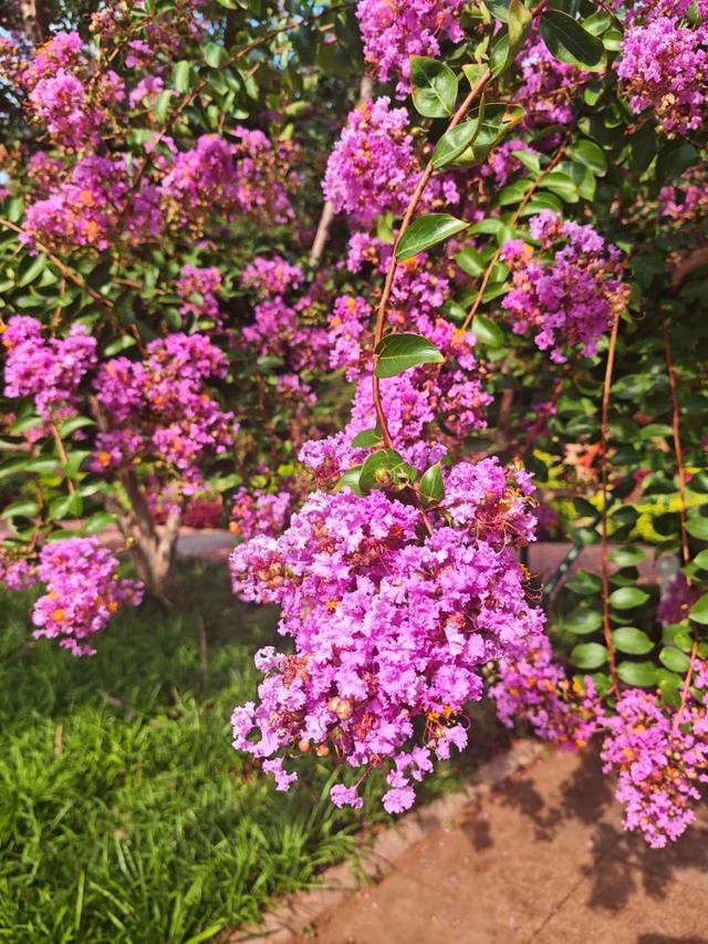 绝绝“紫”！又是被紫薇花硬控的夏天