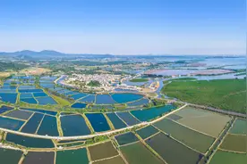 南方深读｜山海阳西“蚝”情满怀图片