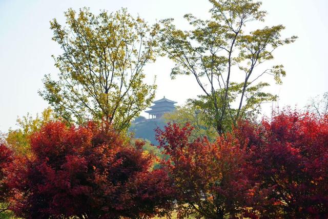 彩叶映红墙，景山公园迎来绚烂的最佳观赏期