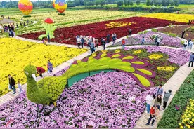 遍地金蕊迎游客 秋高气爽菊花香图片
