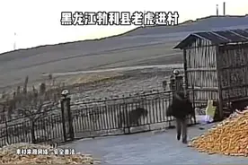 脑后带上面具老虎就不会攻击人？ 专业人士：具有一定依据，但并不等于老虎就不咬了图片