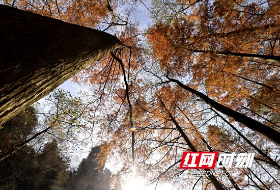 张家界国家森林公园：“杉”峰竞秀生态美