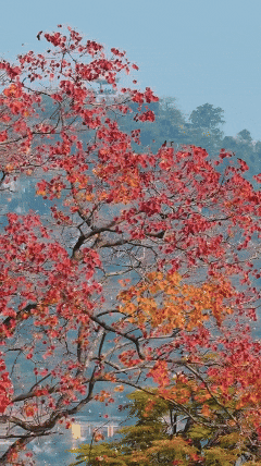 快来打卡！星湖边的乌桕红了，比枫叶更艳丽！