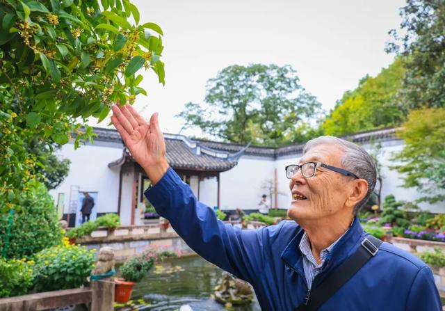 天气降温“发令枪响” ，桂花香“姗姗来迟”