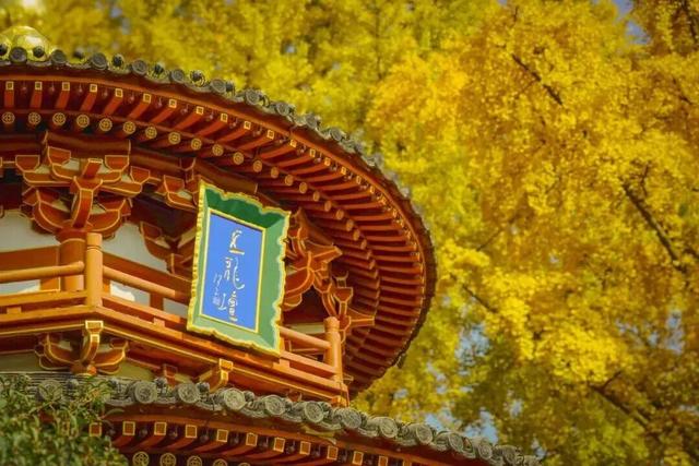 换个姿势赏银杏！金色曲江·银杏咖啡节来了