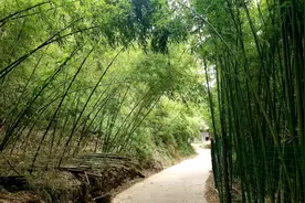 美不胜收的南山小竹海图片