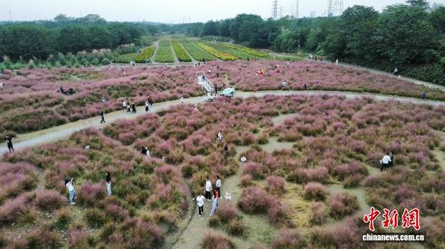 四川成都：市民游客畅游粉黛花海