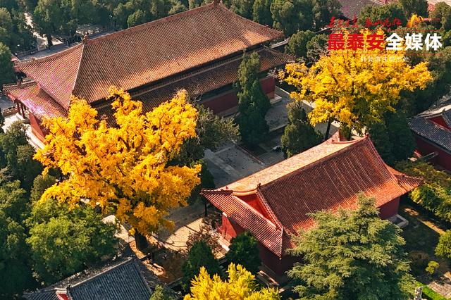 千年岱庙 一庭秋色