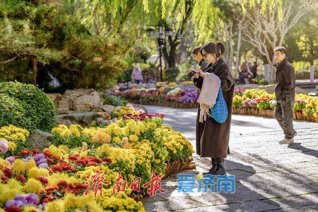 一年四季 泉在济南丨济南趵突泉菊展：初冬时节菊花争艳 满园锦绣引客来