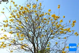 组图 | 黄花风铃木迎春绽放，吹响春日浪漫号角图片