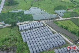 靖西市百香果成熟上市：一个品种改变一个产业图片