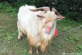 幼儿园为山羊顶顶办告别仪式：帮助孩子对生命多一分理解图片