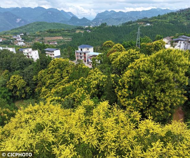 花开成海景色美