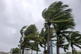 文昌椰的倔强｜语闻·自然笔记图片