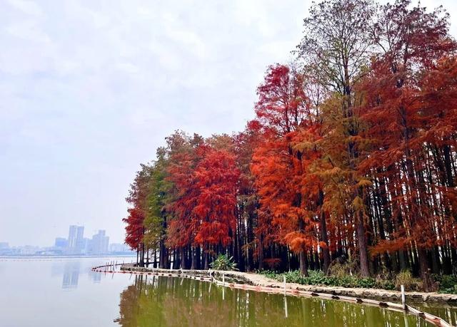 人少景美！洪山5处打卡地，周末约起