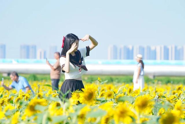 超好拍！百亩向日葵花海惊艳上新→