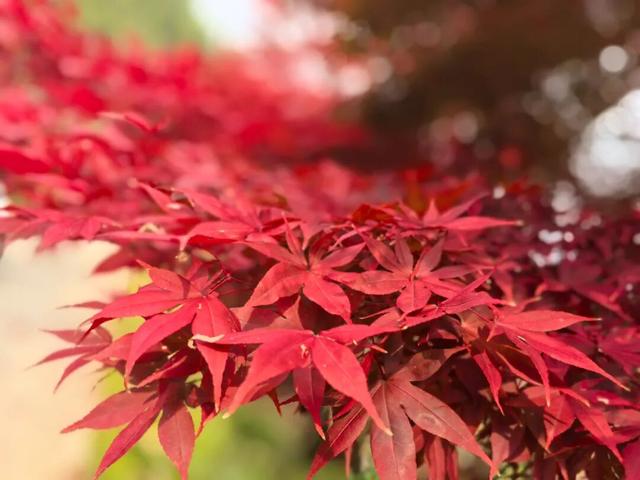 霜染丹枫！全州这个地方已进入观赏期~