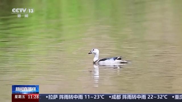 白鹇、金斑喙凤蝶、藏酋猴……看！神奇动物在武夷山