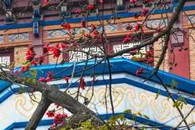木棉花好看还能煲汤！“花式”汤方快收好→图片