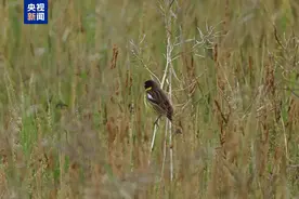 湖南新宁发现一级重点保护野生鸟类黄胸鹀图片
