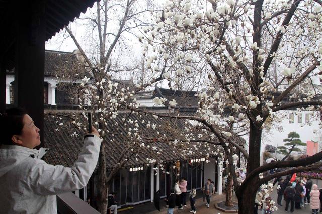 江苏苏州：狮子林玉兰花开春意浓