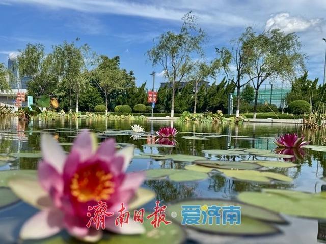 济南奥体中心荷花池内莲花绽放 为初秋添彩 | 一年四季 泉在济南