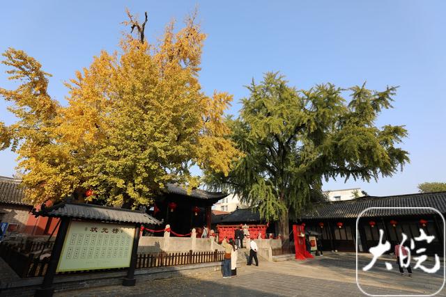 寿县古银杏树叶由绿变黄，最佳观赏期来了