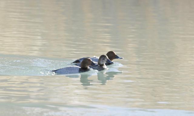 双湖藏秘境 万鸟觅踪来 2026年青海省越冬水鸟监测日记②