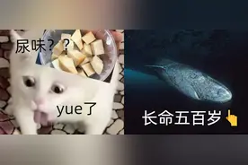 长命500岁，为何这些鲨鱼只涨年龄却不衰老？图片