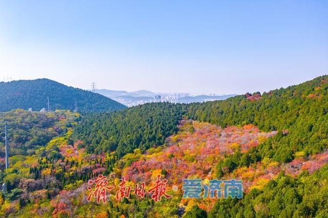 一年四季 泉在济南丨千佛山南坡红叶进入最佳观赏期，漫山尽披“秋日华服”！