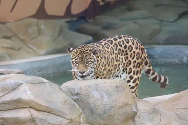 永川现实版“疯狂动物城”，比电影还上头！