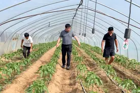 商丘市梁园区：大棚种植孕育“致富梦”图片