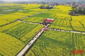 品种研发、推广、应用一体化推进，湖南油菜产业链建设居全国领先水平图片