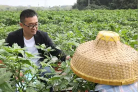 果然有种｜海南辣椒：瞄准加工市场需求精准育种图片