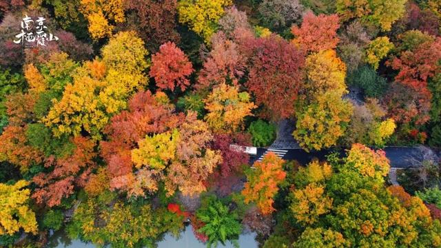 老广们！即刻出发“朗京嘿哈山”啦～