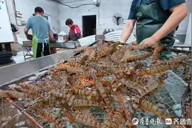5万斤对虾“蹦”上岸 青岛养殖竹节虾迎收获图片