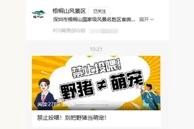 深圳梧桐山野猪一家7口在线讨食，景区：别靠近、别投喂！图片