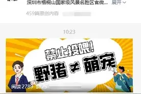深圳梧桐山野猪一家7口在线讨食，景区：别靠近、别投喂！图片