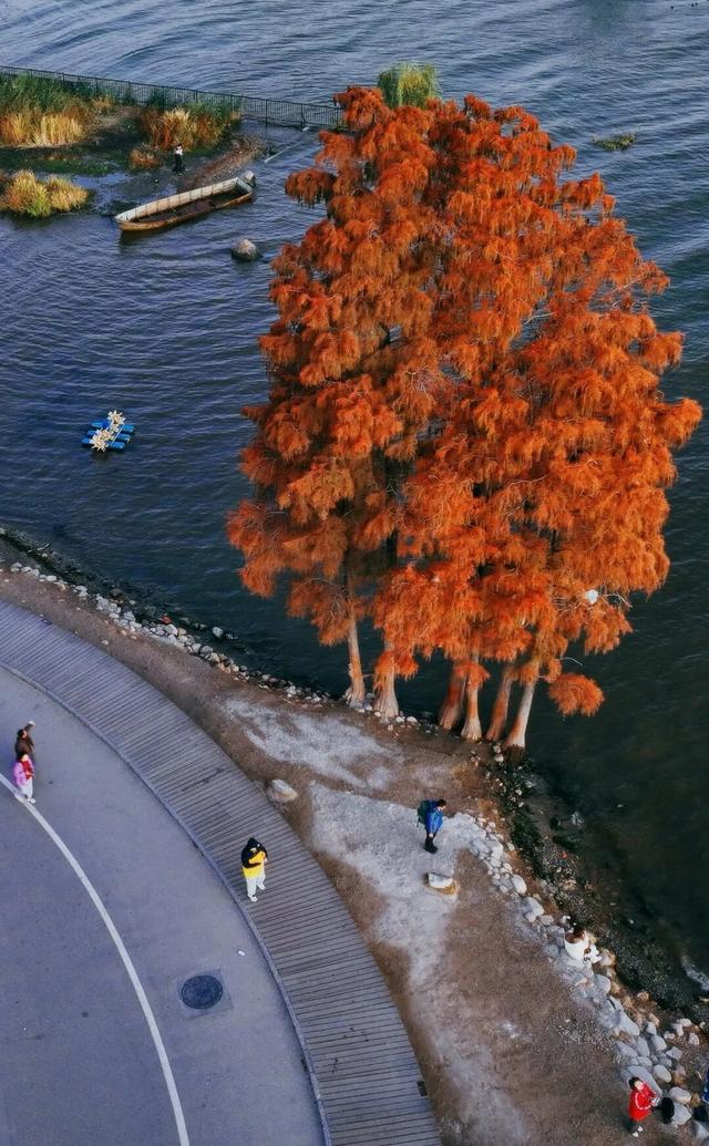 滇池的海鸥已经来了，洱海的还远吗？