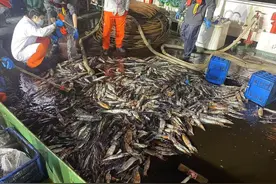 章鱼将军为何能“烤自己吃”？听听海洋生物专家怎么说图片