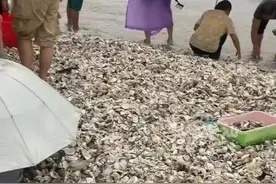 热闻|台风过境生蚝遍地，网友隔着屏幕看饿了！台风吹来的生蚝能吃吗？专家紧急提醒图片