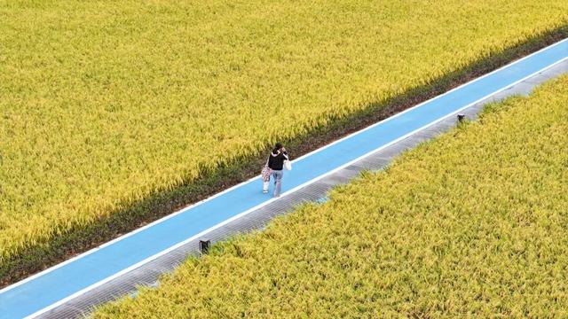 来东莞这片金色稻田，饮啡叹茶！