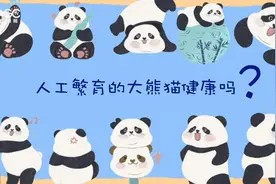 人工繁育的大熊猫健康吗？图片