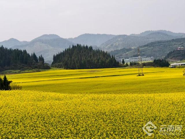 “纯素颜，无滤镜”！这就是罗平油菜花海