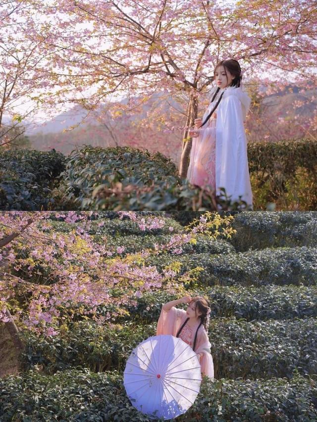 漳州的樱花，开啦！！！