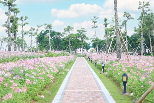 15000㎡花海！免费打卡！珠海人约起来！