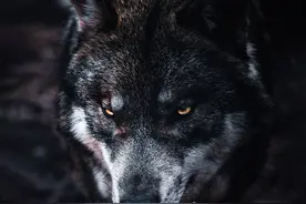 今日宜打劫！戈贝尔抢走系列赛，阿门偷回一线生机！图片