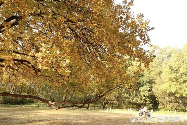 邂逅浪漫秋光，济南市多家公园景区秋色已备好
