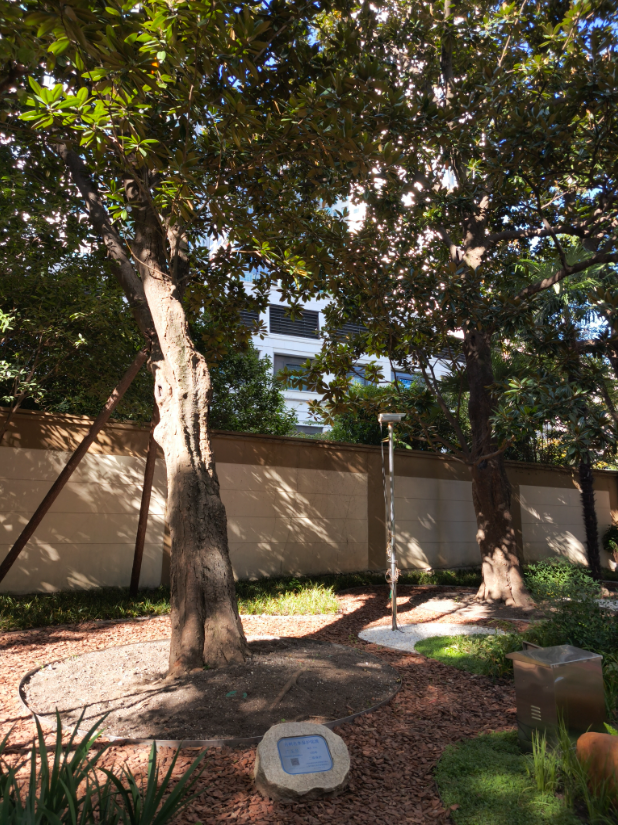 全市首个！静安这个商圈旁，竟藏着居民区里的“专业古树园”