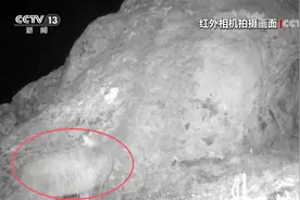 “稀客”频现成就生态之美 美丽中国保护硕果累累图片